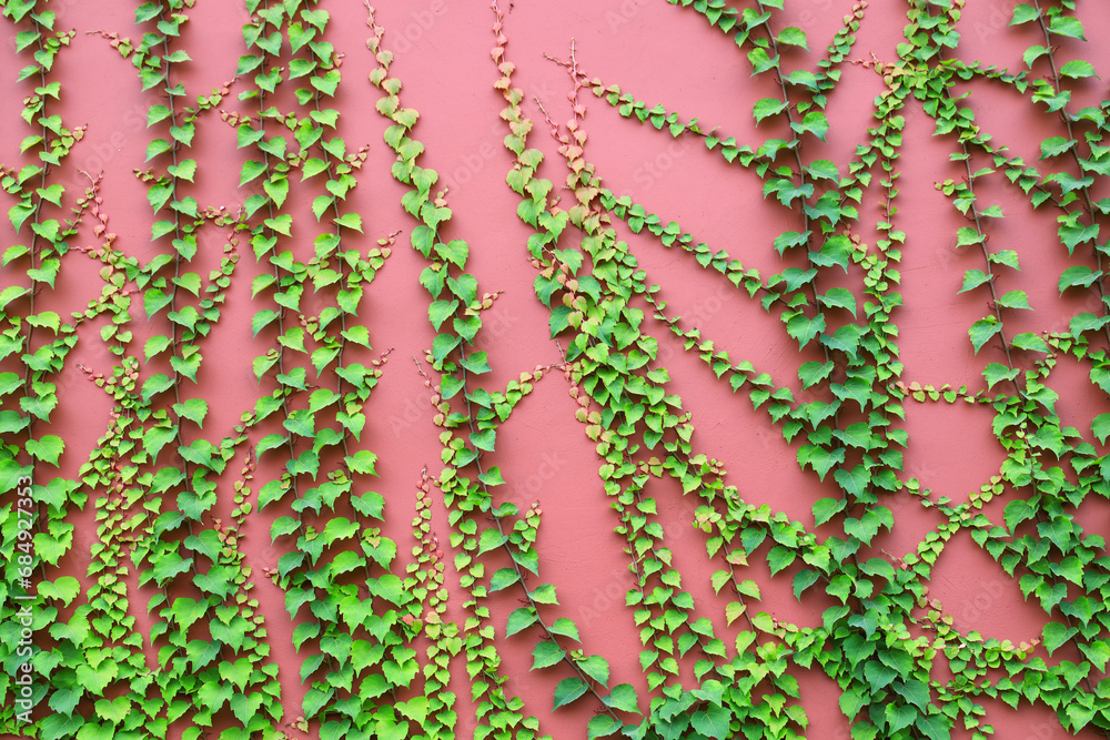 Green plants growing on walls