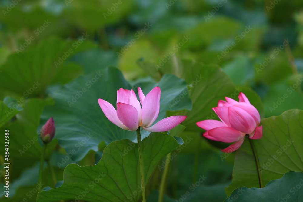 Blooming lotus in the pond
