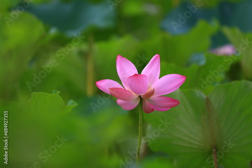 Blooming lotus in the pond