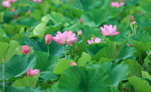 Blooming lotus in the pond