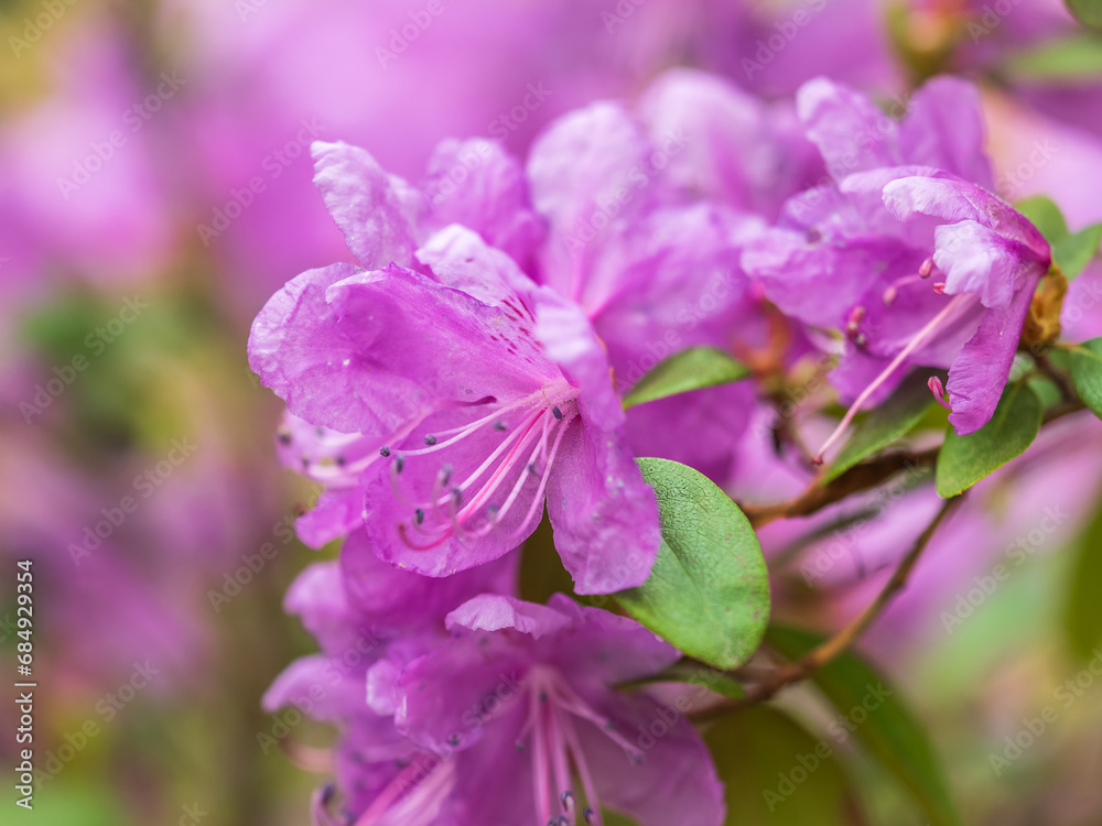 Pink flowers of Siberian rhododendron copy space. Rhododendron dauricum. Spring flowering of Altai rhododendron. Pink flowers of Siberian rhododendron copy space. Rhododendron dauricum. Spring flowering of Altai rhododendron.