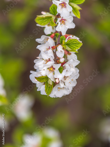White cherry flowers. The branches of a blossoming Cherry tree with white flowers.