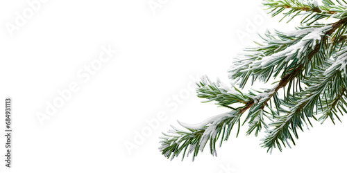 Christmas snow tree branch isolated