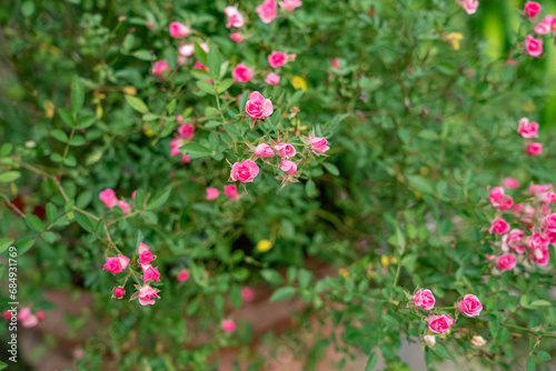 ピンクのミニ薔薇