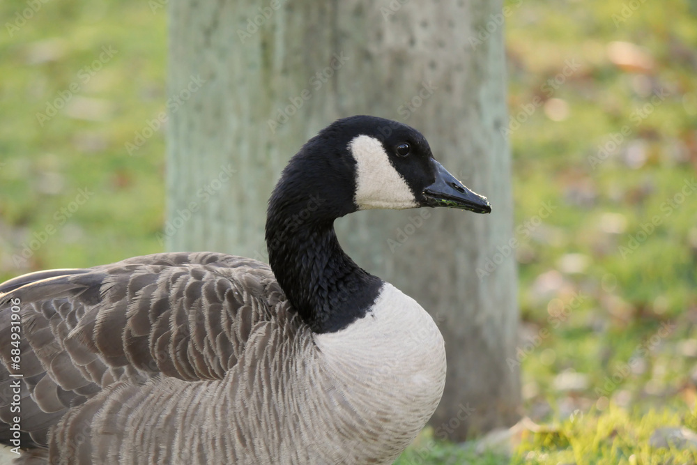 A Canadian goose walking on grass during a fall season close to Jericho Beach in Vancouver, British Columbia, Canada A Canadian goose walking on grass during a fall season close to Jericho Beach in Vancouver, British Columbia, Canada