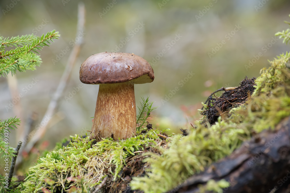 Fototapeta premium Boletus pinophilus mushroom growing in the woods