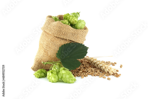 Hops seed cones or strobiles and wheat on white