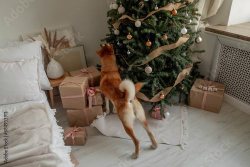 Shiba Inu dog looking for gifts on the Christmas tree photo