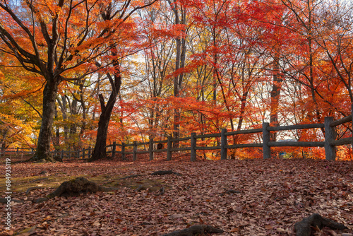 紅葉と落ち葉の絨毯