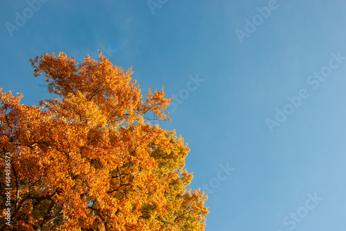 紅葉した木と青空