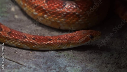 Close up shot capturing an exotic species corn snake, pantherophis guttatus, serpentine locomotion, crawling and slithering on the ground, flicking its forked tongue.