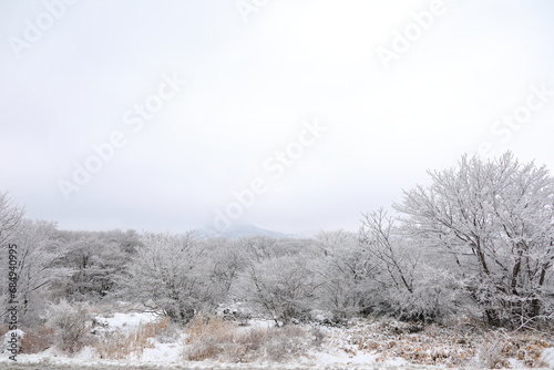 대한민국 제주도의 유명한 관광 명소인 1100고지 습지의 겨울 풍경이다.