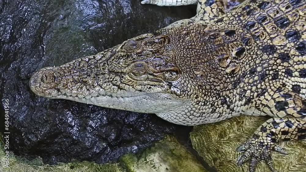 Crocodile with closed mouth. Saltwater crocodiles (Crocodylus porosus