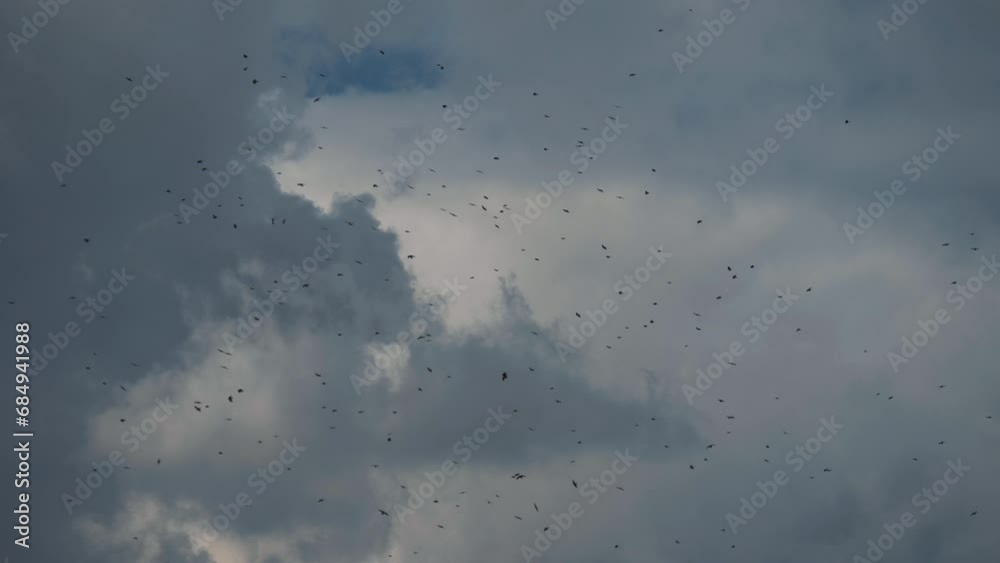 This stock video shows birds circling in the sky before a thunderstorm. This video will decorate your projects related to nature, weather, birds, landscapes. This stock video shows birds circling in the sky before a thunderstorm. This video will decorate your projects related to nature, weather, birds, landscapes.