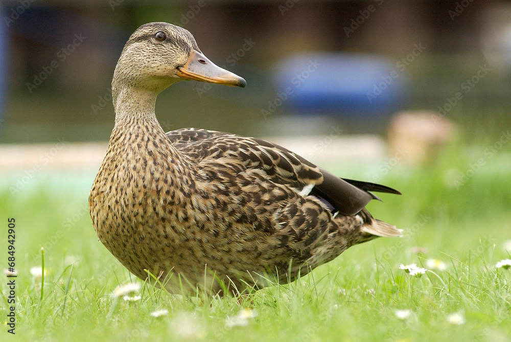 Mallard duck