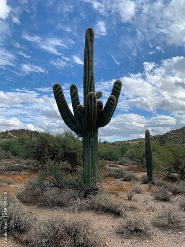 saguaro cactus in Arizona
