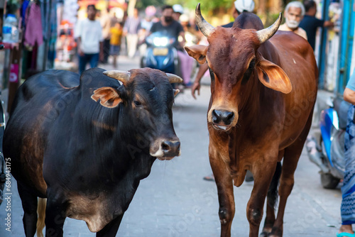 Two cows are walking in a street at Indiao cows are walking in a street at India