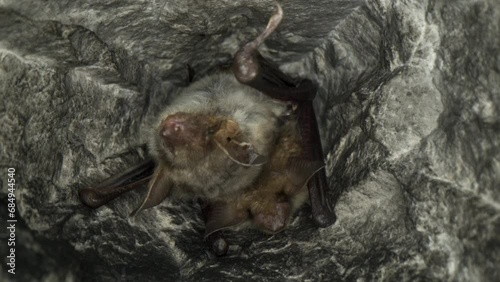 Close up strange animal Greater mouse-eared bat pair Myotis myotis hanging upside down in the hole of the cave and falling asleep to hibernate. Wildlife photography.