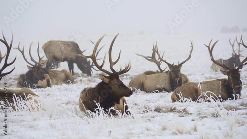 Winter herd of bull elk chewing cud on frosty ground on Hazy day