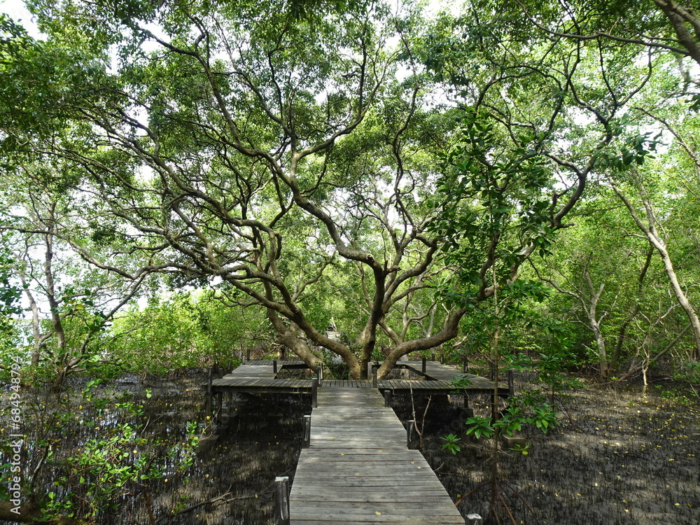 トゥンプロントーン　タイ・ラヨーンにあるマングローブ畑　ทุ่งโปรงทอง　Thung Prong Thong (Golden Meadow)