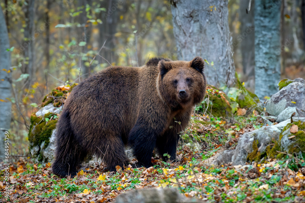 Brown bear in autumn forest. Animal in nature habitat Brown bear in autumn forest. Animal in nature habitat