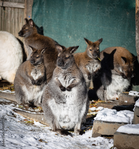 Gruppe von Wallaby (Notamacropus) sitzen im Schnee photo