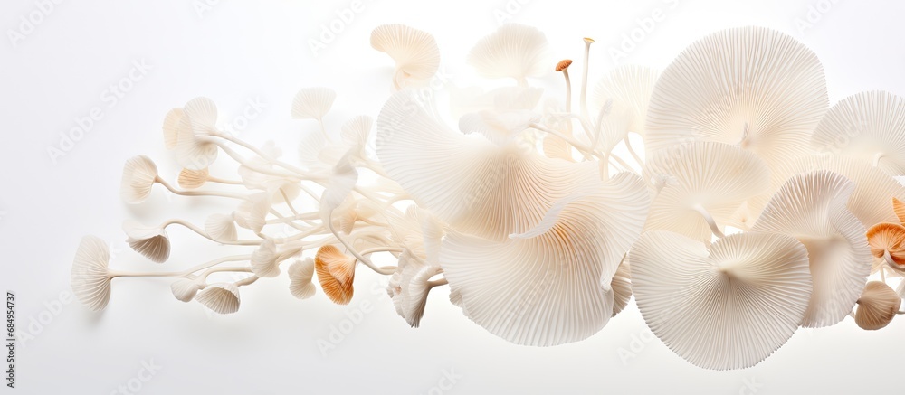 In a captivating abstract composition, the stunning, isolated white background brings focus to the delicate white shimeji mushroom, a healthy and nutrient-rich vegetable widely used in Asian and In a captivating abstract composition, the stunning, isolated white background brings focus to the delicate white shimeji mushroom, a healthy and nutrient-rich vegetable widely used in Asian and