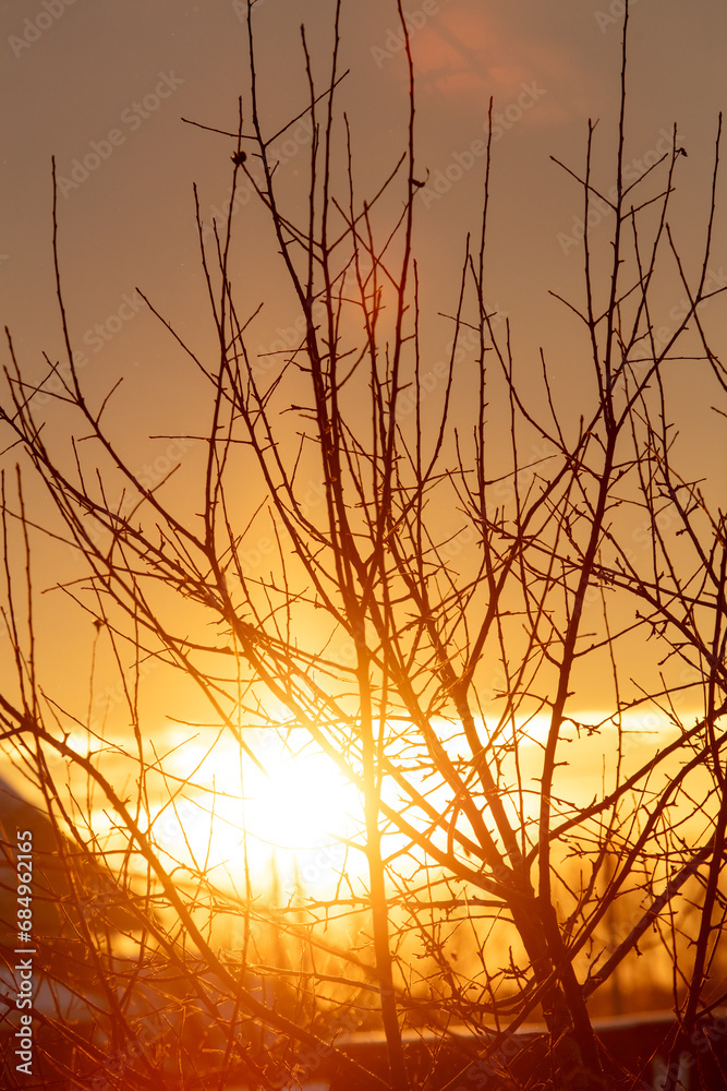 Bare tree branches at sunset in winter Bare tree branches at sunset in winter