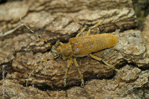 Closeup shot of a large, lightbrown Poplar Longhorned Beetle, Saperda Carcharias sitting on wood