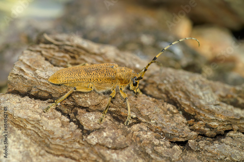 Closeup shot of a large  lightbrown Poplar Longhorned Beetle  Saperda Carcharias sitting on wood