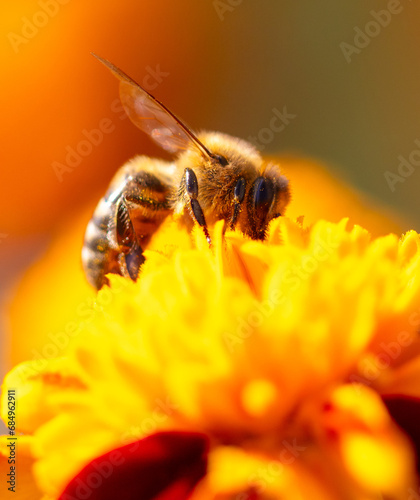 Close-up of a bee on an orange flower. Macro