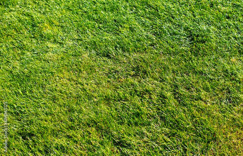 Green lawn as a background. Texture
