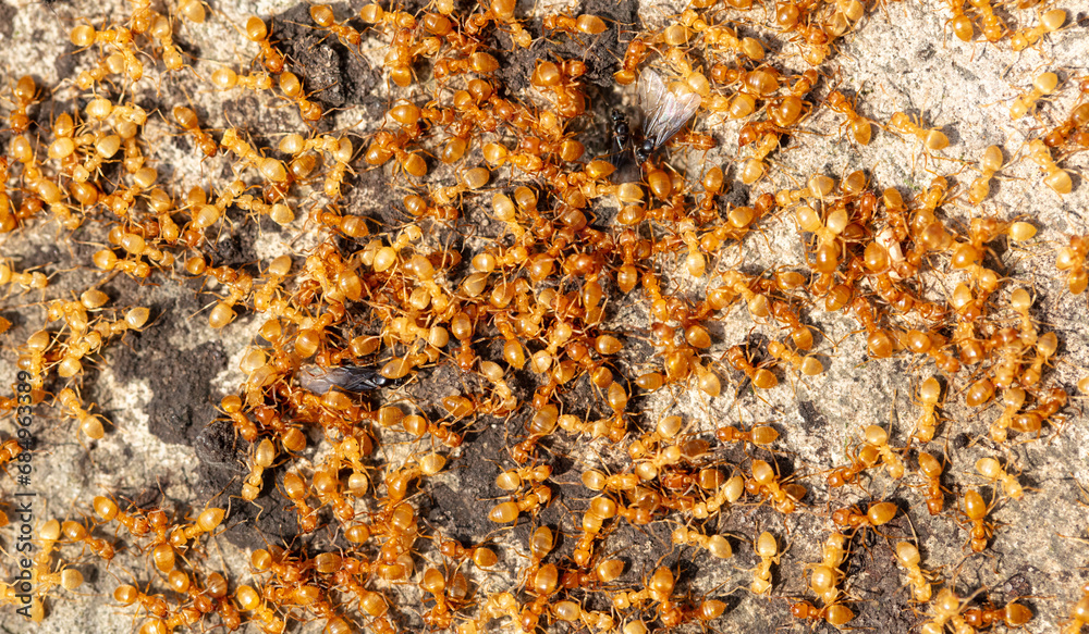 Yellow ants on the ground. Close-up Yellow ants on the ground. Close-up