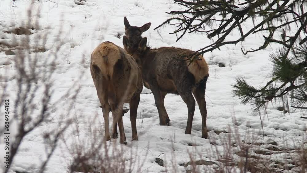 Two Elk Cows On Snow At Boise National Forest In Idaho, USA. static rear shot Two Elk Cows On Snow At Boise National Forest In Idaho, USA. static rear shot
