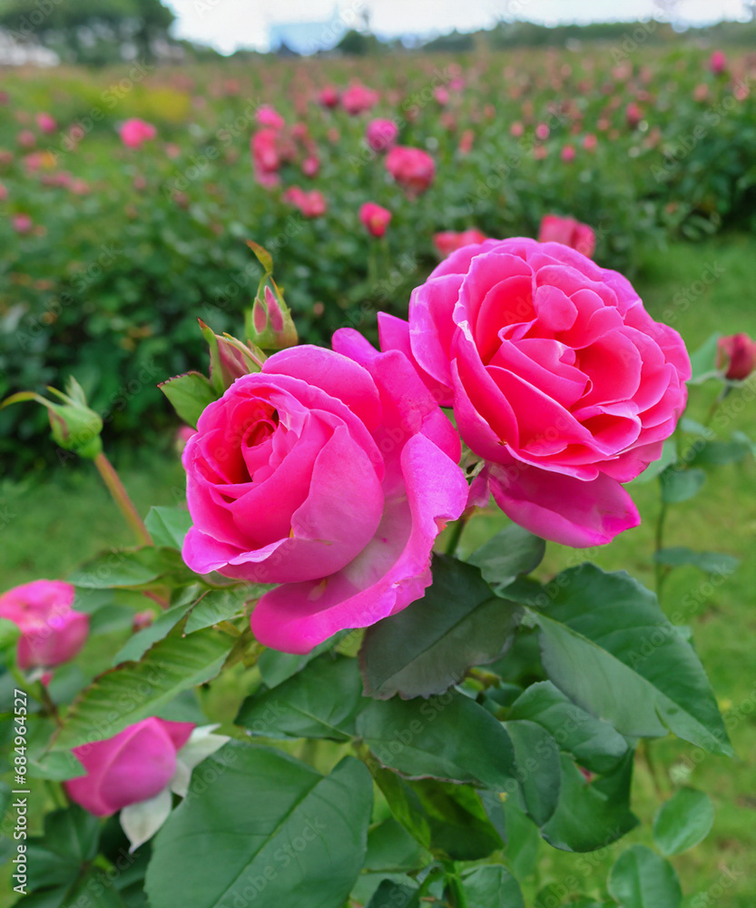 Obraz premium Beautiful pink and green rose flower in the field