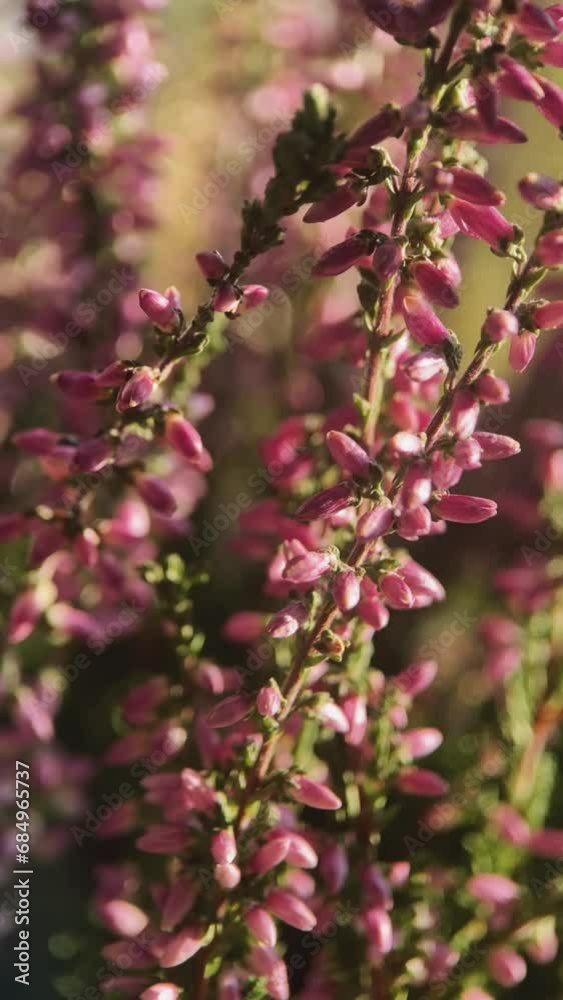 dark pink heather, close up, macro, plants, garden, horticulture, conifers, evergreens dark pink heather, close up, macro, plants, garden, horticulture, conifers, evergreens