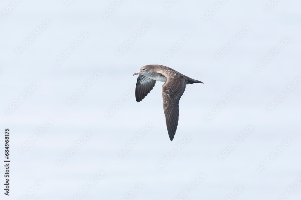 Pink-footed Shearwater, Ardenna creatopus Pink-footed Shearwater, Ardenna creatopus
