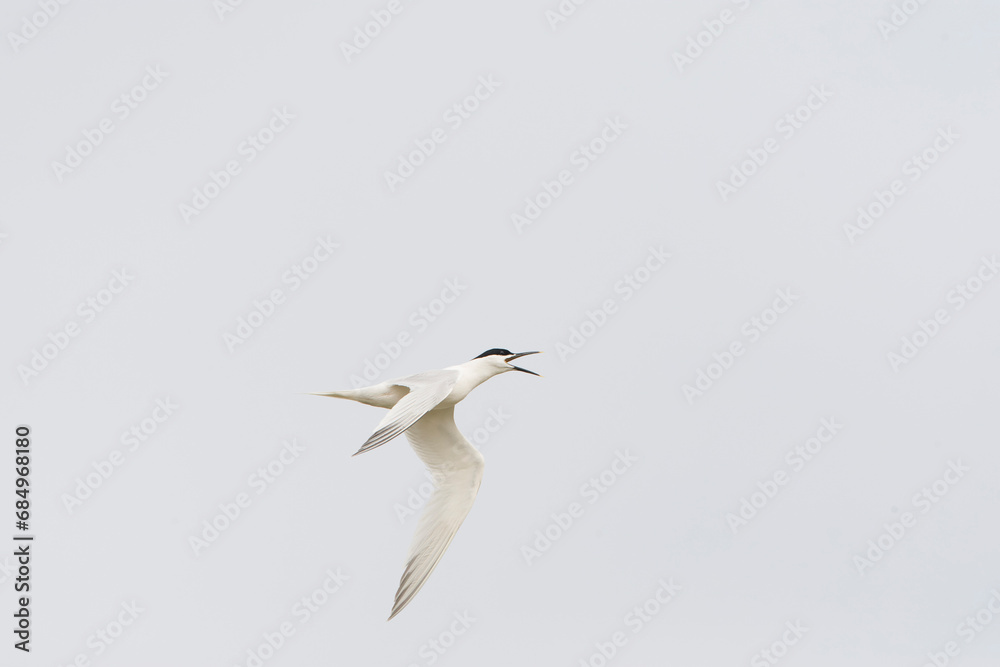 Sandwich Tern, Thalasseus sandvicensis Sandwich Tern, Thalasseus sandvicensis