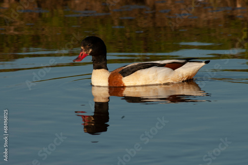 Common Shelduck, Tadorna tadorna photo