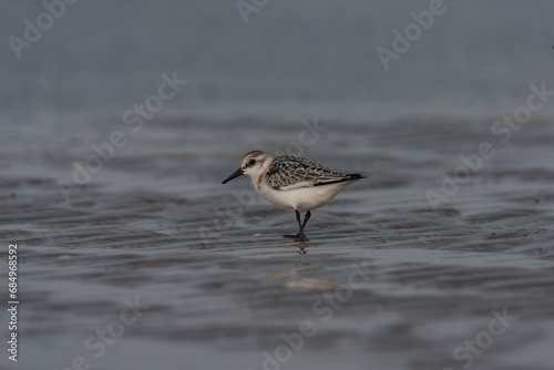 Sanderling, Calidris alba