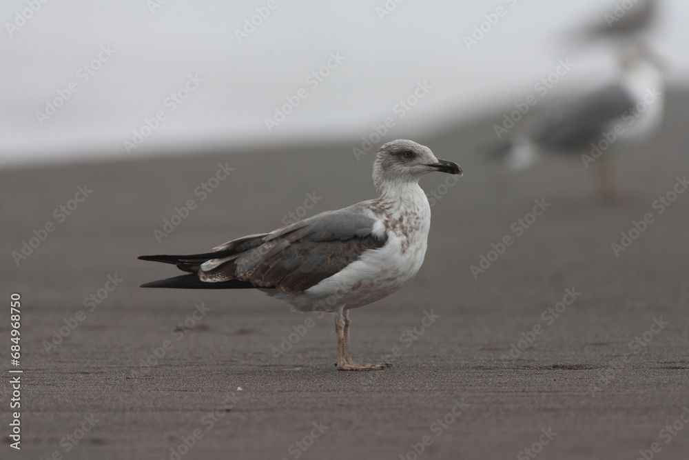 Atlantic Yellow-legged Gull, Larus michahellis atlantis Atlantic Yellow-legged Gull, Larus michahellis atlantis