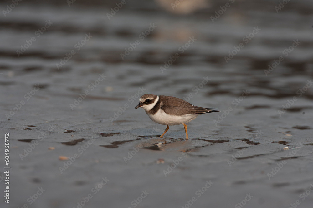 Common Ringed Plover, Charadrius hiaticula