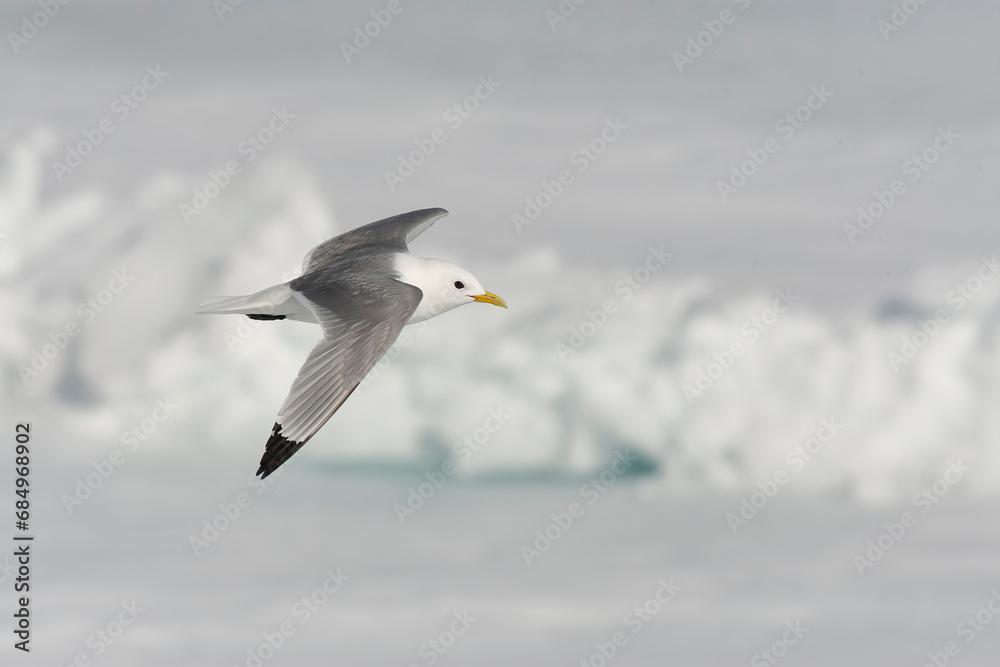 Black-legged Kittiwake, Rissa tridactyla Black-legged Kittiwake, Rissa tridactyla