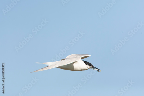 Sandwich Tern  Thalasseus sandvicensis