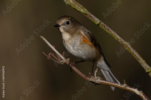 Red-flanked Bluetail, Tarsiger cyanurus