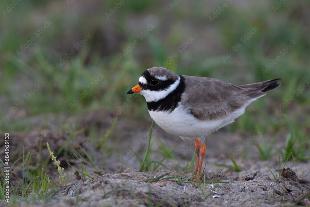 Common Ringed Plover, Charadrius hiaticula Common Ringed Plover, Charadrius hiaticula