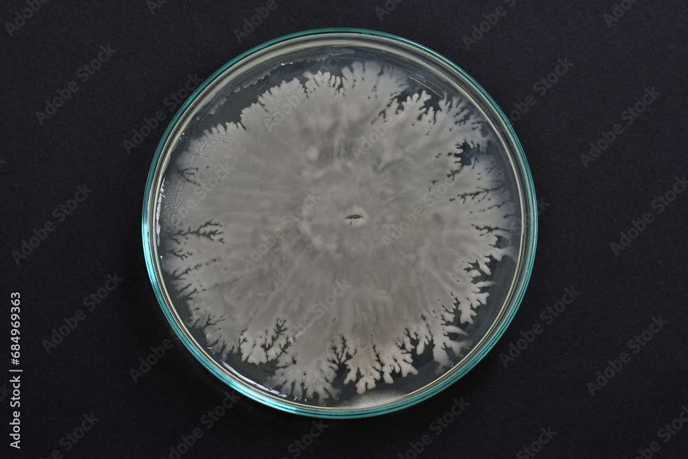 Bacteria. Microbiology. Bacterial colony morphology. Bacterial growth