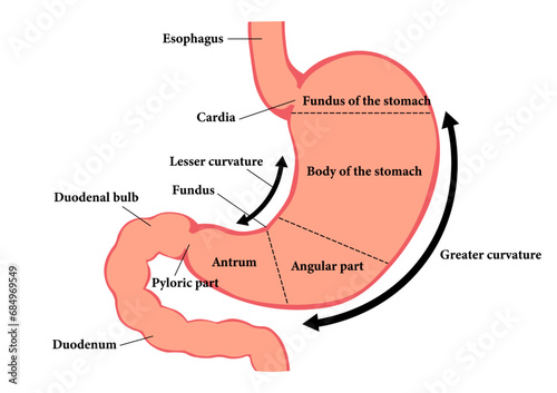 胃の各部名称 photo