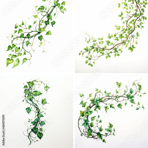 plant nature leaves green foliage growth decorative summer branch pattern spring creeper ivy 