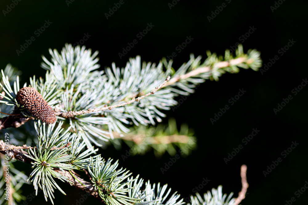 Pine leaves. Space for text. 